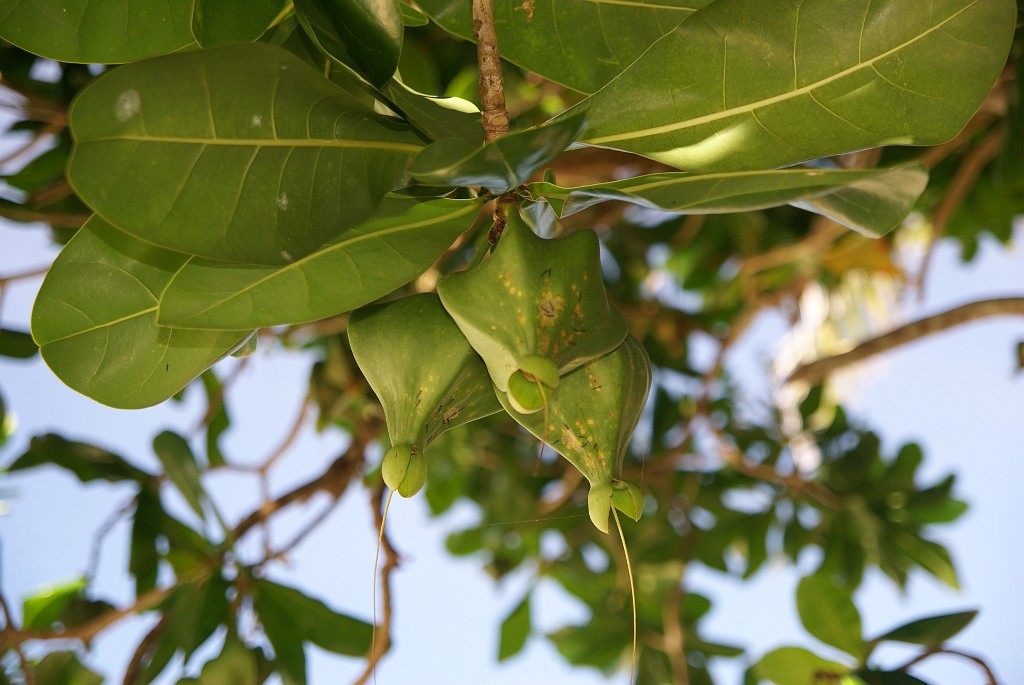 DSC00853.JPG - Boracay