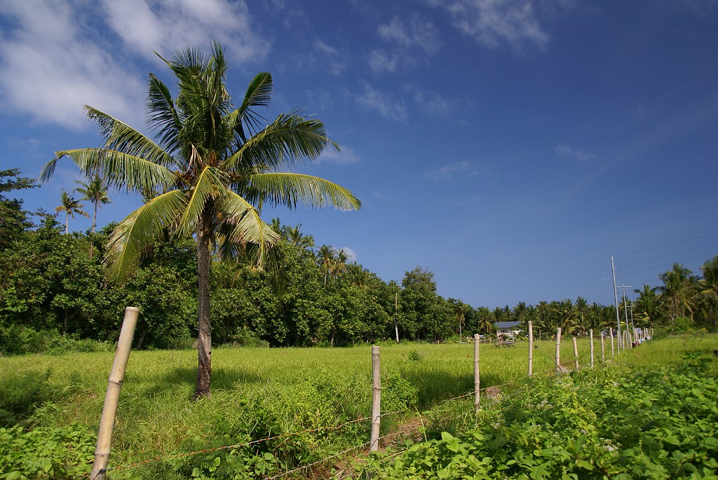 DSC09275.JPG - Malapascua