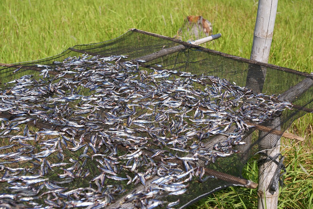 DSC09278.JPG - Malapascua