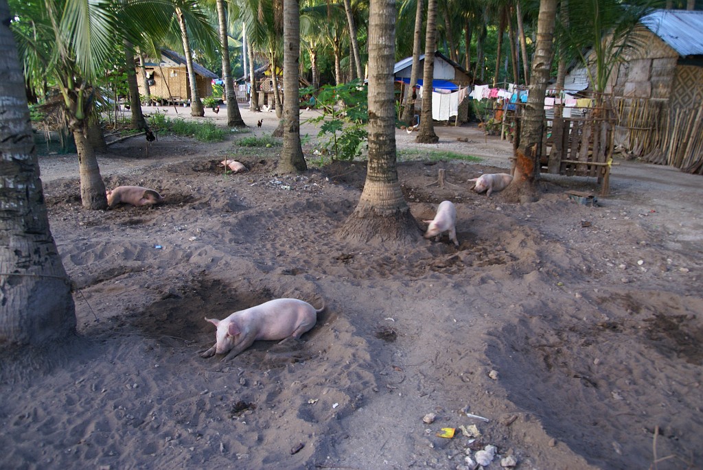 DSC09639.JPG - Malapascua