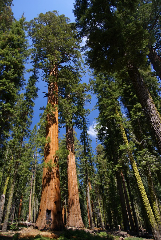 DSC00094.JPG - Sequoia Forest