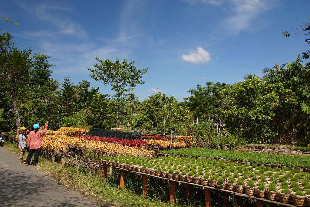 DSC04269.JPG - Blumenplantagen am Mekong